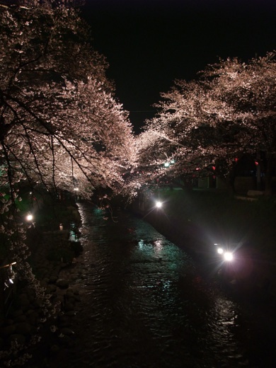 五条川の”夜桜”